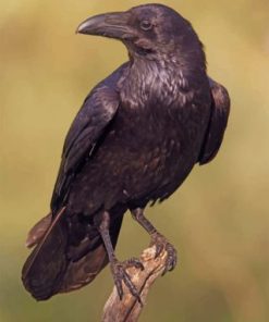 Black Raven Paint By Numbers