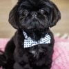 Black Shih Tzu Puppy Paint By Number