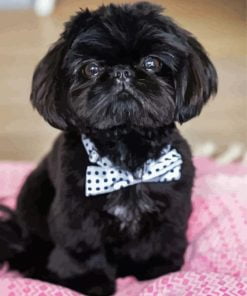 Black Shih Tzu Puppy Paint By Number