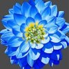 Blue Dahlia Art Paint By Number