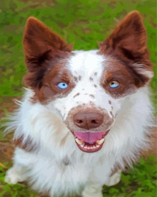 Blue Eyes Brown Border Collie Paint By Number