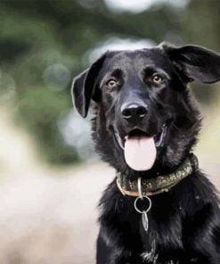 Border Collie Labrador Paint By Number