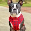 Boston Terrier Pet Paint By Number