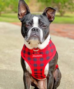 Boston Terrier Pet Paint By Number