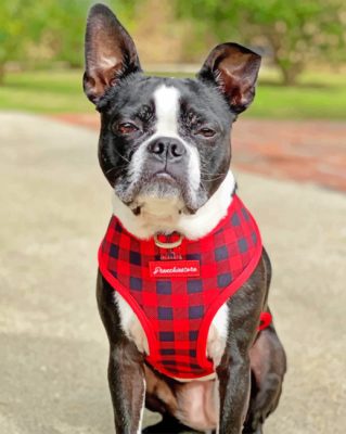 Boston Terrier Pet Paint By Number