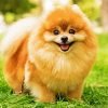 Brown Pomeranian Paint By Number