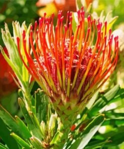 Pincushion Protea Plant Paint By Numbers