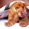 Cocker Spaniel Under Blanket Paint By Numbers