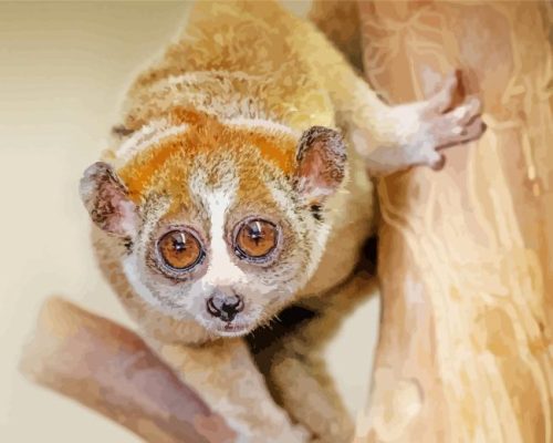 Cute Loris Paint By Numbers