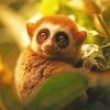 Cute Lorisidae Paint By Number