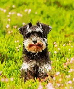 Adorable Schnauzer Paint By Number