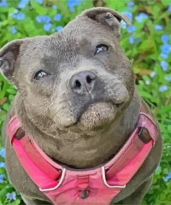 Cute Staffy Bull Terrier Paint By Numbers