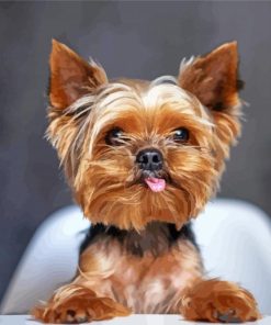 Cute Yorkshire Terrier Paint By Number