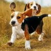 Cute Beagles Paint By Number