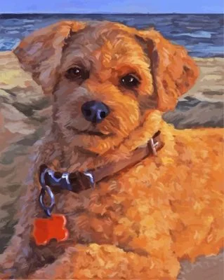 Cute Cockapoo Paint By Number