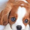 Cute King Charles Spaniel Paint By Number