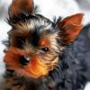 Cute Little Yorkshire Terrier Paint By Number