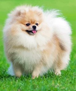 Cute Pomeranian Dog Paint By Number