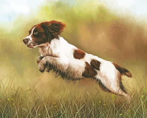 Cute Springer Spaniel Paint By Number