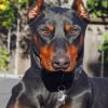 Ddoberman Paint By Number