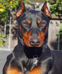Ddoberman Paint By Number