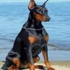 Black Doberman Dog Paint By Number