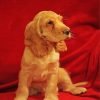 Cocker Spaniel Puppy Paint By Numbers