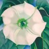 Georgia O Keeffe White Flower Paint By Numbers