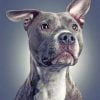 Gray Pitbull Dog Paint By Numbers