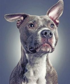 Gray Pitbull Dog Paint By Numbers