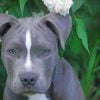 Gray Pitbull paint by numbers