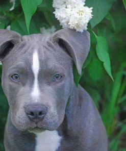 Gray Pitbull paint by numbers