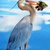 Great Blue Heron And A Fish Paint By Number