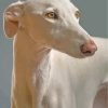 Greyhound Dog Paint By Number