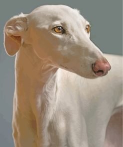 Greyhound Dog Paint By Number