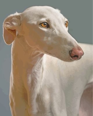 Greyhound Dog Paint By Number