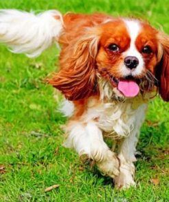 King Charles Cavalier Paint Numbers