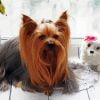 Long Haired Yorkshire Terrier Paint By Number