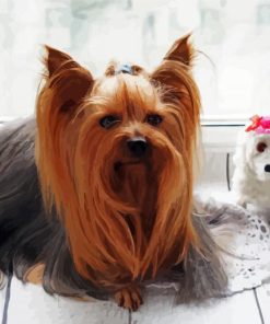 Long Haired Yorkshire Terrier Paint By Number