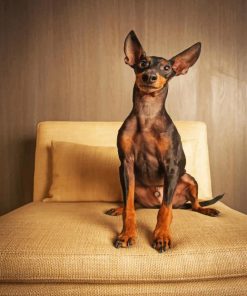 Mini Doberman Paint By Number