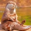 Otter Sitting On Rock Paint By Numbers