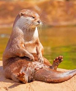 Otter Sitting On Rock Paint By Numbers