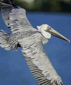 Flying Pelican paint By Numbers