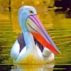 Pelican In The Water paint By Numbers