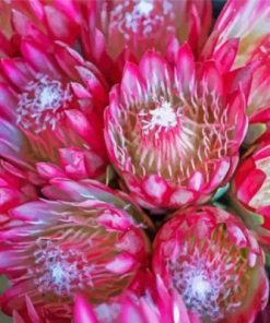 Pink Proteas Plants Paint By Numbers