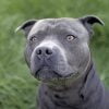 Gray Pitbull Dog paint by numbers