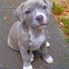 Pitbull Dog Puppy paint by numbers