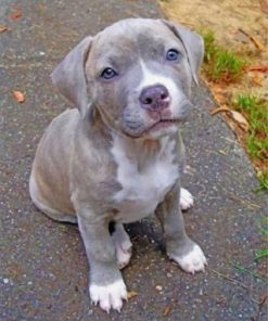 Pitbull Dog Puppy paint by numbers