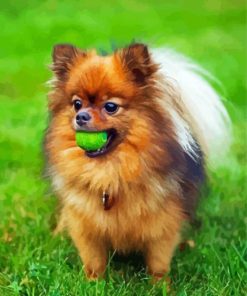 Pomeranian Dog Paint By Number