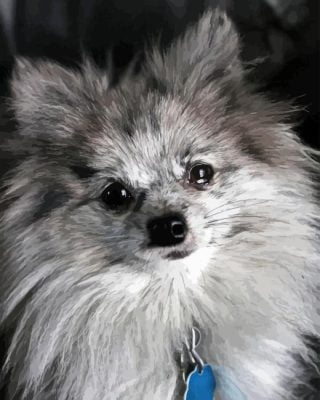 Pomeranian Puppy Paint By Number